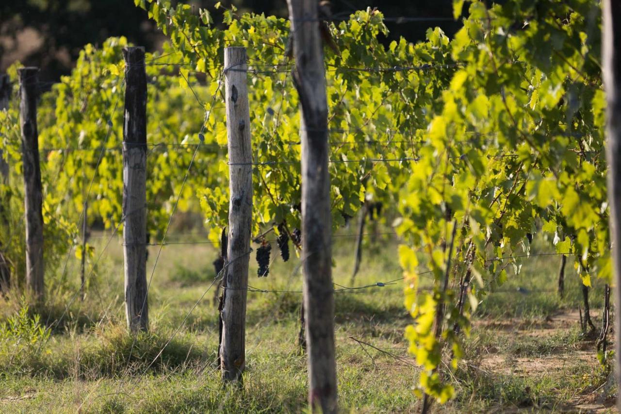 Agriturismo Le Baccane Vinci Buitenkant foto