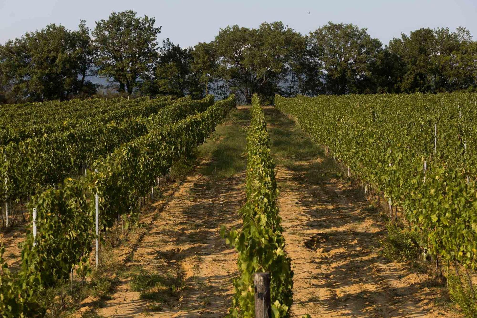 Agriturismo Le Baccane Vinci Buitenkant foto