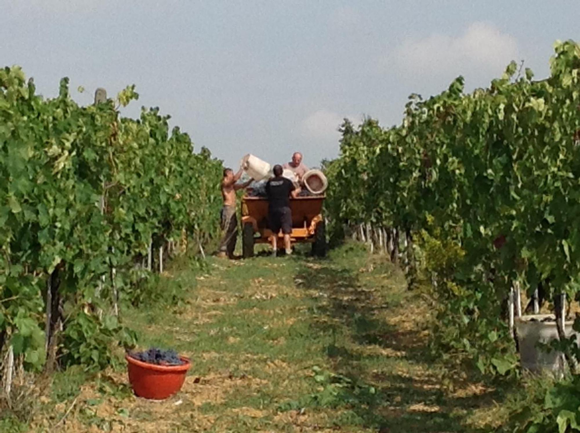 Agriturismo Le Baccane Vinci Buitenkant foto