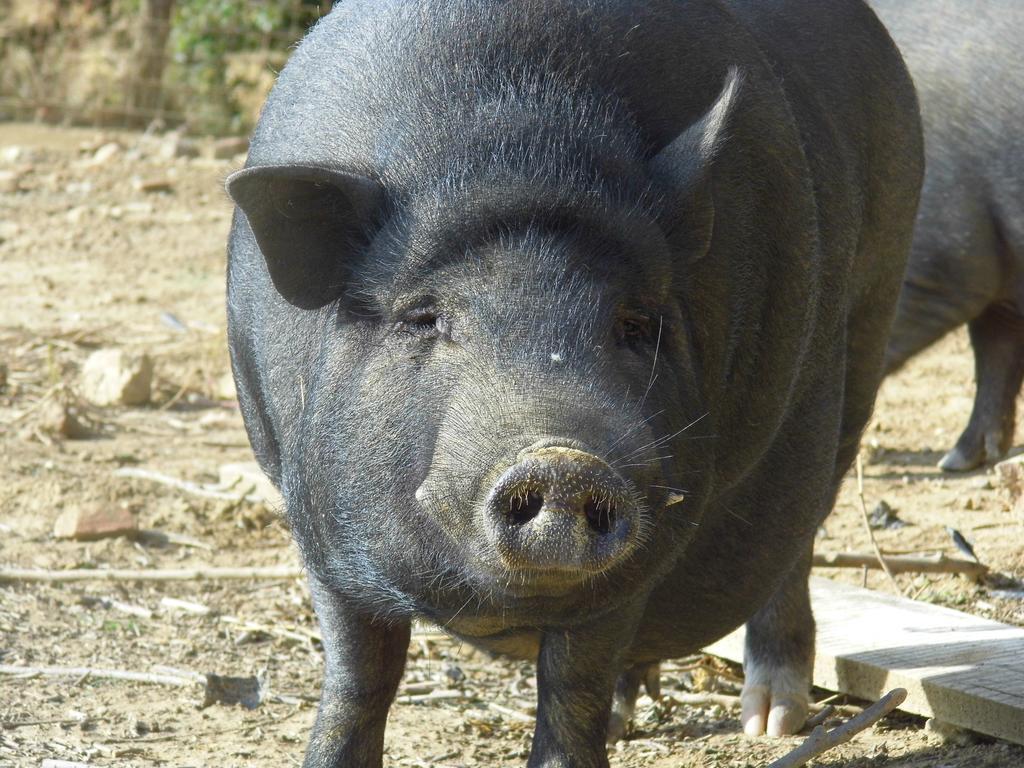 Agriturismo Le Baccane Vinci Buitenkant foto
