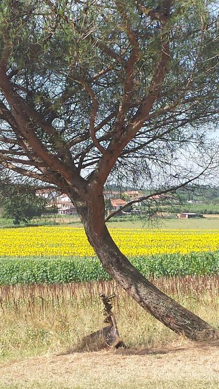 Agriturismo Le Baccane Vinci Buitenkant foto